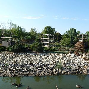 Brown Tufted Capuchin Exhibit