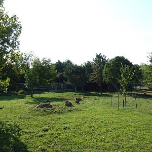 Red Kangaroo Exhibit