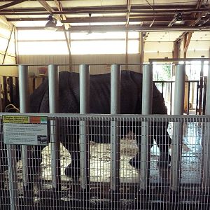 Indian Rhino Exhibit - Holding Stall