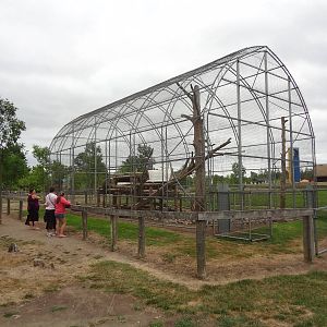 Olive Baboon Exhibit