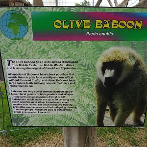 Olive Baboon Signage
