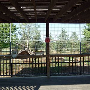 Lion Exhibit