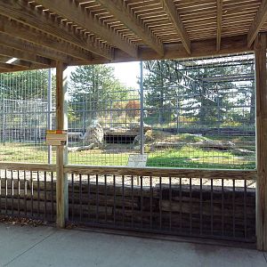 Gray Wolf Exhibit