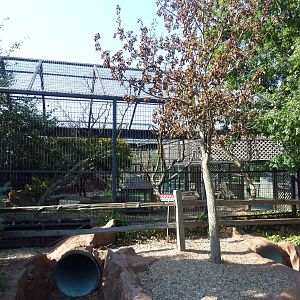 White-Nosed Coati Exhibit