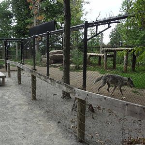 Gray Wolf exhibit