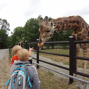 Giraffe encounter...