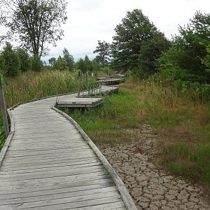 Mellow Marsh Boardwalk