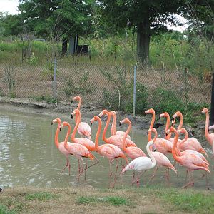 Flamingos and company...