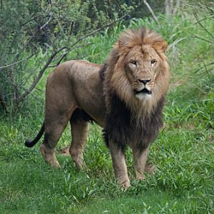 majestic lion portrait