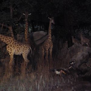 Museum - Giraffe Diorama (For David Brown)