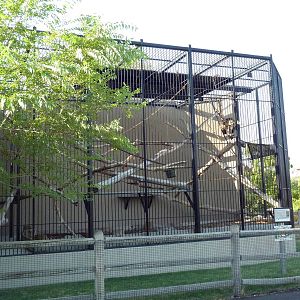 Black Howler Monkey Exhibit