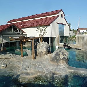 Rocky Shores - California Sea Lion/Harbour Seal Exhibit