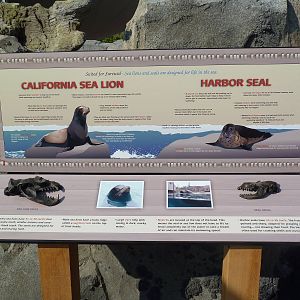 Rocky Shores - California Sea Lion/Harbour Seal Sign