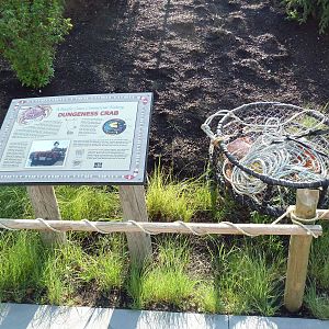 Rocky Shores - Dungeness Crab Net