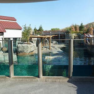 Rocky Shores - California Sea Lion/Harbour Seal Exhibit