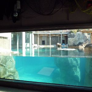 Rocky Shores - California Sea Lion/Harbour Seal Exhibit