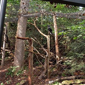 Raven Exhibit (American Trails) 9-6-12