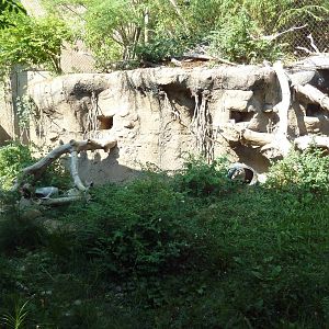 Asian Highlands - Pallas Cat Exhibit