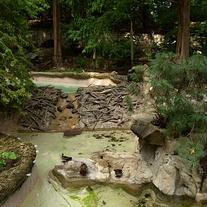 Beaver Exhibit (American Trails) 9-6-12
