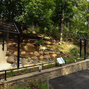 Grey Wolf Exhibit (American Trails) 9-6-12