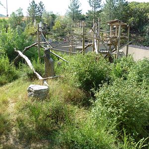 Bornean Orangutan Exhibit