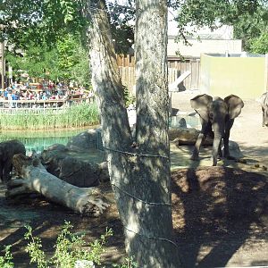 Elephant Encounter - A Trio of Elephants