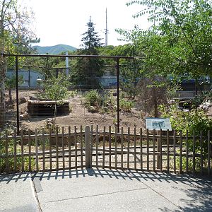Chacoan Peccary Exhibit