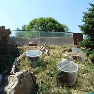 Striped Skunk Exhibit