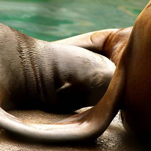 Baby Sea Lion (American Trails)