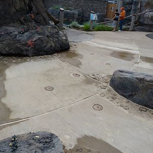 Wading Pool (Empty) American Trails