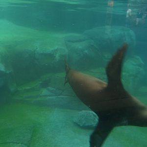 Underwater Viewing - Sea Lion Exhibit