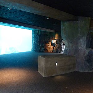 Underwater Viewing of Sea Lion Exhibit