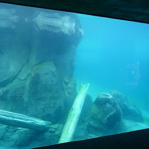 Underwater Viewing of Sea Lion Exhibit