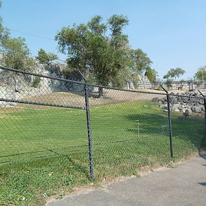 Bighorn Sheep Exhibit