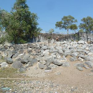 Bighorn Sheep Exhibit
