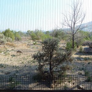 Coyote Exhibit