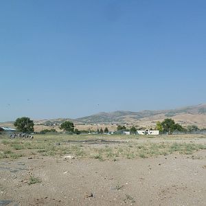 Bison/Elk/Pronghorn Antelope/White-Tailed Deer Exhibit