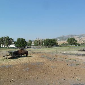 Bison/Elk/Pronghorn Antelope/White-Tailed Deer Exhibit