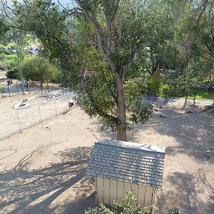 Rocky Mountain Goat Exhibits