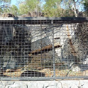 American Black Bear Exhibit