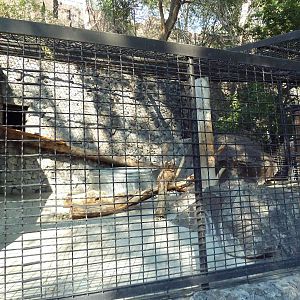 American Black Bear Exhibit