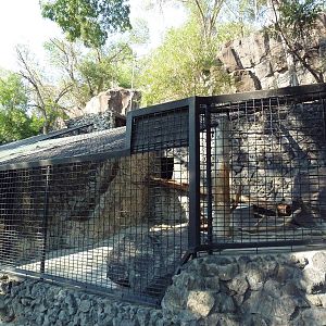 American Black Bear Exhibit