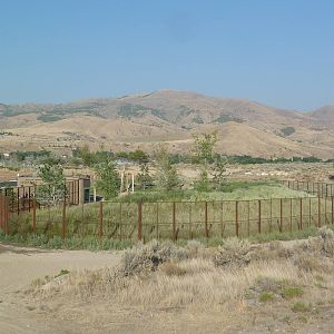 Grizzly Bear Exhibit (New in 2012)