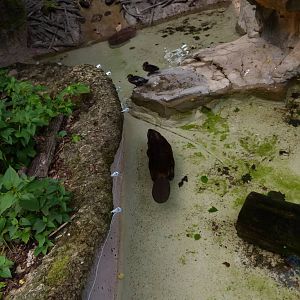 Beaver Exhibit (American Trails) 9-6-12