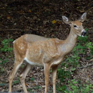 Wildlife Invades American Trails