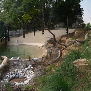 Grey Wolf Exhibit (American Trails) 9-6-12