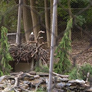 Bald Eagle Exhibit (American Trails) 9-6-12