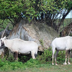 Arabian Oryx at Dvur Kralove, 27/08/12
