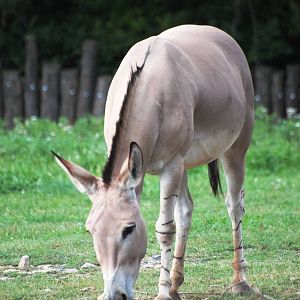 Somali Wild Ass at Dvur Kralove, 27/08/12