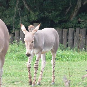 Somali Wild Ass Foal at Dvur Kralove, 27/08/12